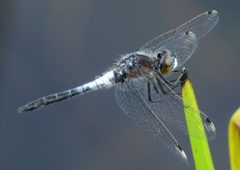 Leucorrhinia frigida by (c) Nick Block, some rights reserved (CC BY), uploaded by Nick Block. Used under a CC-BY license.