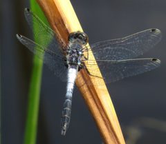 Leucorrhinia frigida by (c) Nick Block, some rights reserved (CC BY), uploaded by Nick Block. Used under a CC-BY license.