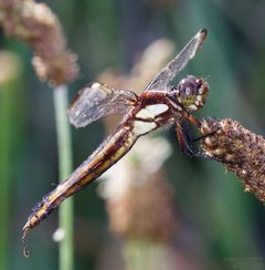 Libellula cyanea by (c) John Rosford, some rights reserved (CC BY), uploaded by John Rosford. Used under a CC-BY license.