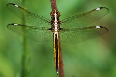 Libellula cyanea by (c) Wayne National Forest, some rights reserved (CC BY). Used under a CC-BY license.