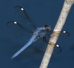 Libellula cyanea by no rights reserved, uploaded by Brady Reed. Used under a CC0 license.