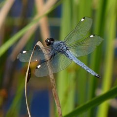 Libellula cyanea by (c) John B., some rights reserved (CC BY). Used under a CC-BY license.