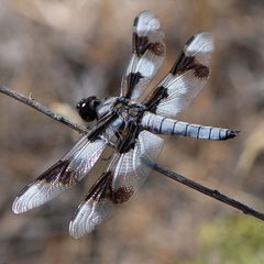 Libellula forensis by (c) Koji Shiraiwa, some rights reserved (CC BY), uploaded by Koji Shiraiwa. Used under a CC-BY license.