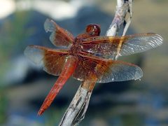 Libellula by (c) Franco Folini, some rights reserved (CC BY). Used under a CC-BY license.