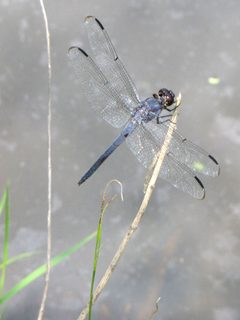 Libellula incesta by (c) Katja Schulz, some rights reserved (CC BY). Used under a CC-BY license.