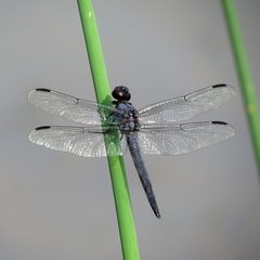 Libellula incesta by (c) Katja Schulz, some rights reserved (CC BY). Used under a CC-BY license.