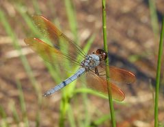 Libellula jesseana by (c) Laura Gaudette, some rights reserved (CC BY), uploaded by Laura Gaudette. Used under a CC-BY license.