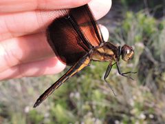 Libellula luctuosa by (c) Sam Kieschnick, some rights reserved (CC BY), uploaded by Sam Kieschnick. Used under a CC-BY license.