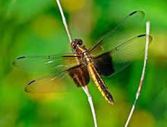 Libellula luctuosa by (c) Rodney Campbell, some rights reserved (CC BY). Used under a CC-BY license.