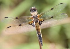Libellula quadrimaculata by (c) Peter Preus, some rights reserved (CC BY), uploaded by Peter Preus. Used under a CC-BY license.