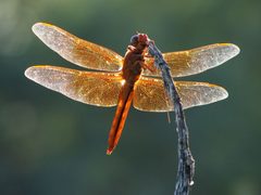 Libellula saturata by (c) Katja Schulz, some rights reserved (CC BY). Used under a CC-BY license.