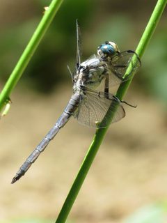 Libellula vibrans by (c) Katja Schulz, some rights reserved (CC BY). Used under a CC-BY license.