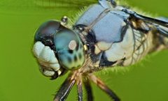 Libellula vibrans by (c) Steve Kerr, some rights reserved (CC BY), uploaded by Steve Kerr. Used under a CC-BY license.