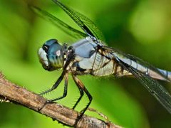 Libellula vibrans by (c) Steve Kerr, some rights reserved (CC BY), uploaded by Steve Kerr. Used under a CC-BY license.