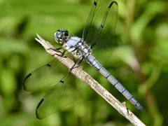 Libellula vibrans by (c) Steve Kerr, some rights reserved (CC BY), uploaded by Steve Kerr. Used under a CC-BY license.