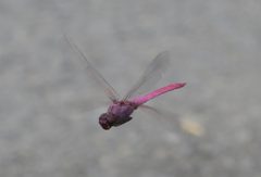 Orthemis ferruginea by no rights reserved, uploaded by Steve Wells. Used under a CC0 license.