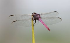Orthemis ferruginea by (c) Don Loarie, some rights reserved (CC BY). Used under a CC-BY license.