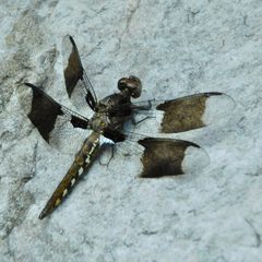 Plathemis lydia by (c) Michael J. Papay, some rights reserved (CC BY), uploaded by Michael J. Papay. Used under a CC-BY license.