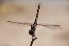 Sympetrum corruptum by (c) Roberto Daniel Avila, some rights reserved (CC BY), uploaded by Roberto Daniel Avila. Used under a CC-BY license.