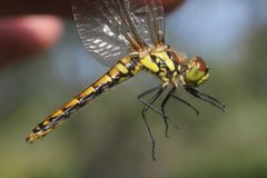 Sympetrum danae by (c) Quinten Wiegersma, some rights reserved (CC BY), uploaded by Quinten Wiegersma. Used under a CC-BY license.