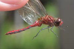 Sympetrum internum by (c) Quinten Wiegersma, some rights reserved (CC BY), uploaded by Quinten Wiegersma. Used under a CC-BY license.