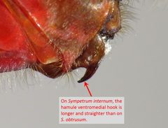 Sympetrum internum by (c) Nick Block, some rights reserved (CC BY), uploaded by Nick Block. Used under a CC-BY license.