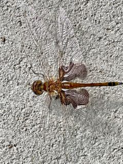 Tramea carolina by (c) Michael J. Papay, some rights reserved (CC BY), uploaded by Michael J. Papay. Used under a CC-BY license.