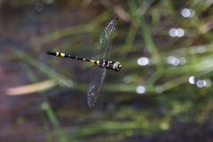 Macromiidae by (c) Ged Tranter, some rights reserved (CC BY), uploaded by Ged Tranter. Used under a CC-BY license.