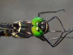 Macromia illinoiensis by (c) Matt Muir, some rights reserved (CC BY), uploaded by Matt Muir. Used under a CC-BY license.