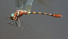 Macromia by (c) Oleg Kosterin, some rights reserved (CC BY), uploaded by Oleg Kosterin. Used under a CC-BY license.
