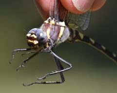 Macromia magnifica by (c) Don Loarie, some rights reserved (CC BY). Used under a CC-BY license.