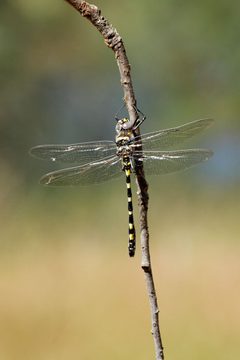 Macromia magnifica by (c) Alan Vernon, some rights reserved (CC BY). Used under a CC-BY license.