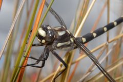 Petaluridae by (c) Jon Sullivan, some rights reserved (CC BY). Used under a CC-BY license.