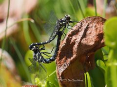 Tanypteryx by (c) Dee Shea Himes, some rights reserved (CC BY), uploaded by Dee Shea Himes. Used under a CC-BY license.