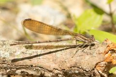 Argia fumipennis fumipennis by (c) Alex Stach, some rights reserved (CC BY), uploaded by Alex Stach. Used under a CC-BY license.
