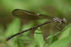 Argia fumipennis fumipennis by (c) northerly, some rights reserved (CC BY), uploaded by northerly. Used under a CC-BY license.