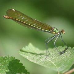 Calopteryx amata by (c) Mark Apgar, some rights reserved (CC BY), uploaded by Mark Apgar. Used under a CC-BY license.