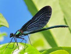 Calopterygidae by (c) rober025, some rights reserved (CC BY), uploaded by rober025. Used under a CC-BY license.