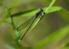 Argia tibialis by (c) 116916927065934112165, some rights reserved (CC BY), uploaded by 116916927065934112165. Used under a CC-BY license.