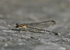 Argia tibialis by (c) 116916927065934112165, some rights reserved (CC BY), uploaded by 116916927065934112165. Used under a CC-BY license.