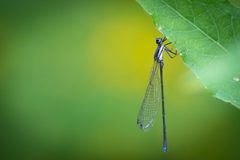 Argia tibialis by (c) Andrew Cannizzaro, some rights reserved (CC BY), uploaded by Andrew Cannizzaro. Used under a CC-BY license.