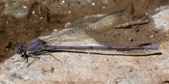 Argia tonto by (c) Nick Block, some rights reserved (CC BY), uploaded by Nick Block. Used under a CC-BY license.