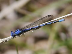 Argia extranea by (c) 116916927065934112165, some rights reserved (CC BY), uploaded by 116916927065934112165. Used under a CC-BY license.