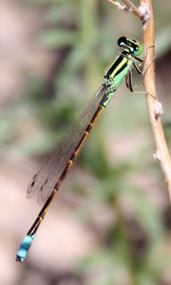 Ischnura barberi by (c) Jason Eckberg, some rights reserved (CC BY), uploaded by Jason Eckberg. Used under a CC-BY license.