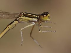 Ischnura hastata by (c) Matt Muir, some rights reserved (CC BY). Used under a CC-BY license.