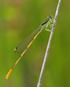Ischnura hastata by (c) rasamoto, some rights reserved (CC BY). Used under a CC-BY license.