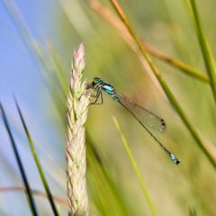 Ischnura by (c) Ken-ichi Ueda, some rights reserved (CC BY). Used under a CC-BY license.