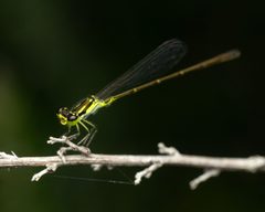Ischnura posita by (c) Zachary Dankowicz, some rights reserved (CC BY), uploaded by Zachary Dankowicz. Used under a CC-BY license.