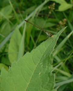 Ischnura posita by (c) Benny Mazur, some rights reserved (CC BY). Used under a CC-BY license.