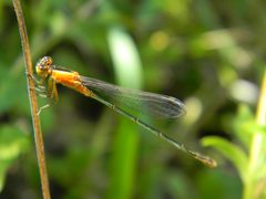 Ischnura ramburii by (c) Dayron Breto, some rights reserved (CC BY), uploaded by Dayron Breto. Used under a CC-BY license.